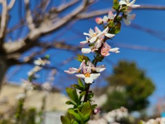公園の花