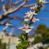 公園の花