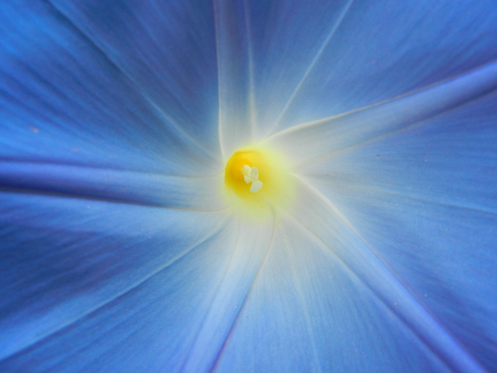 アサガオ（３）