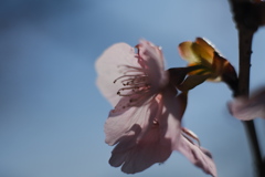 河津桜（１０）