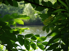 調整池（１）