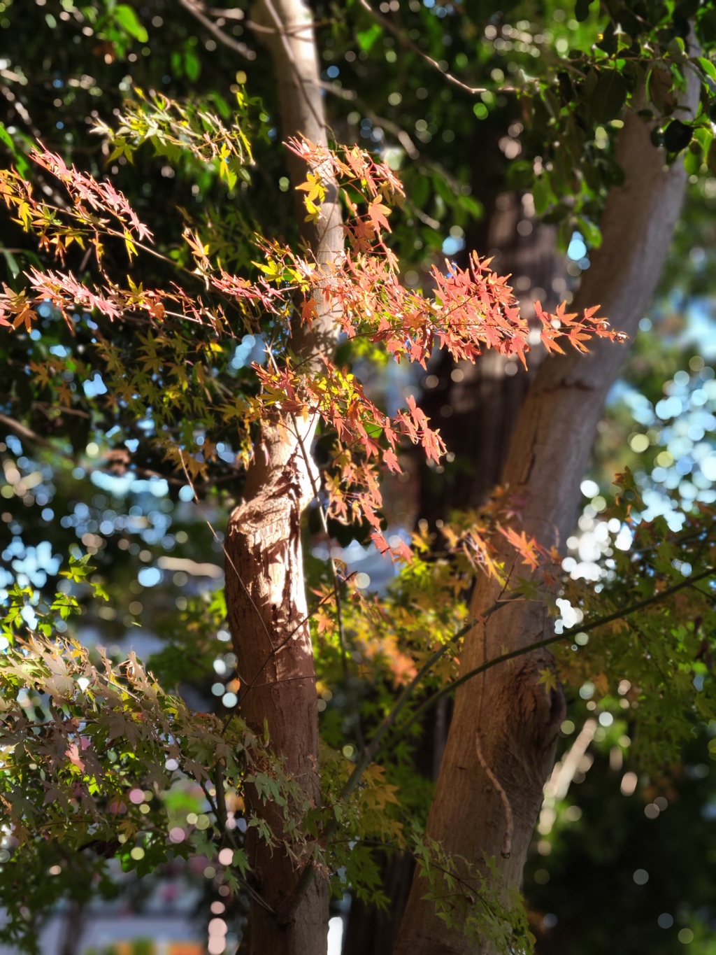 参道の紅葉