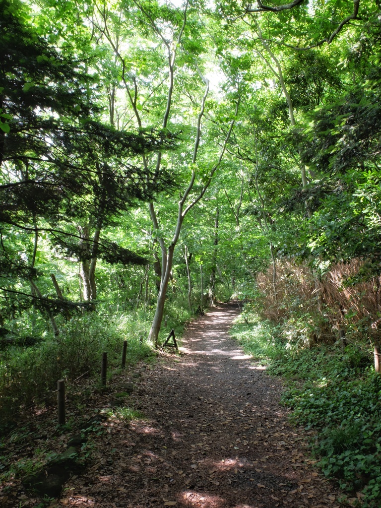 青葉の森公園の散策路