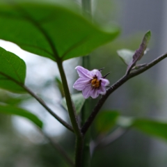 ナスの花