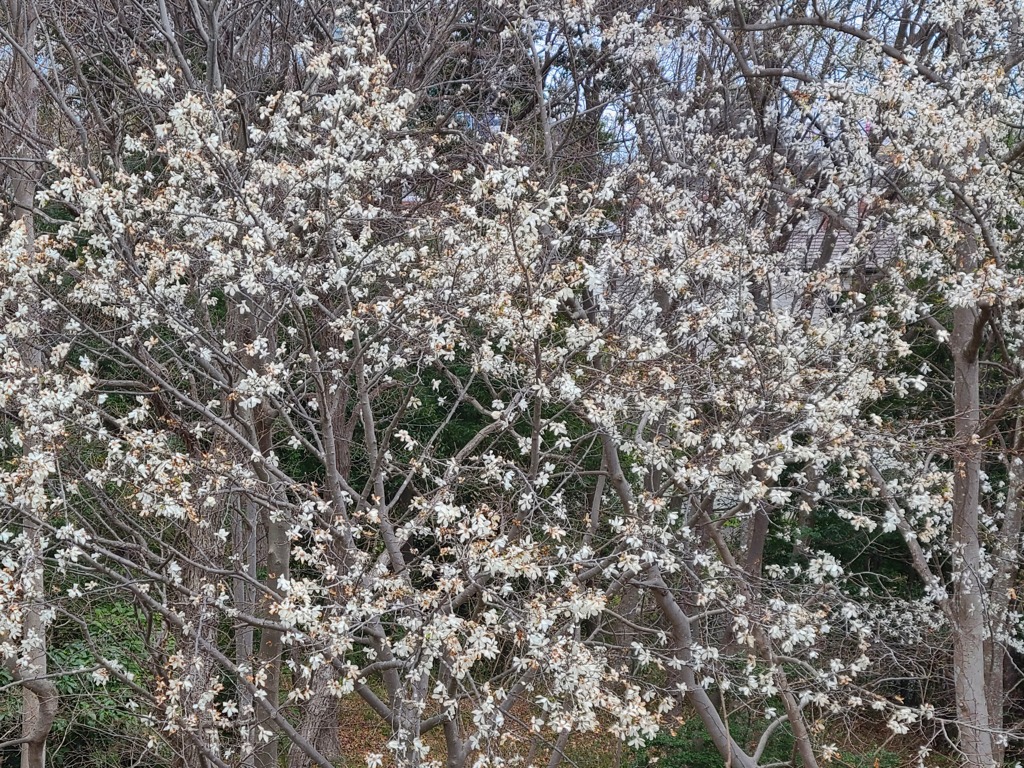 満開のコブシ (3)
