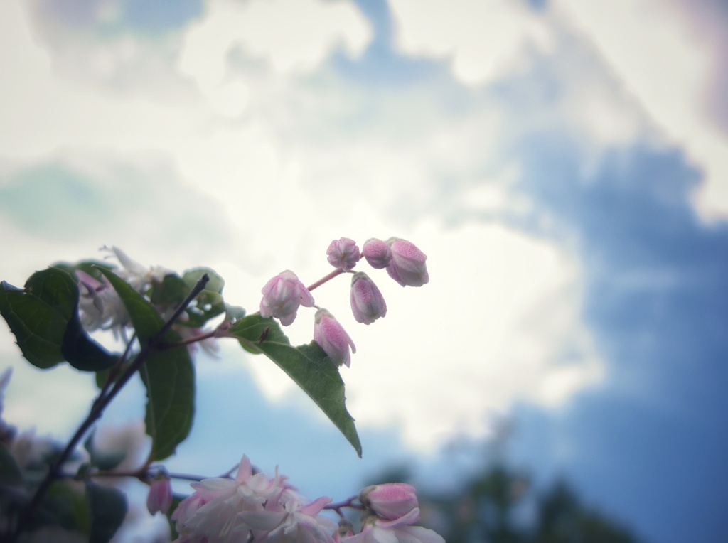 サラサウツギの蕾と午後の空