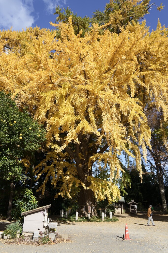 御神木の大銀杏