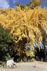 御神木の大銀杏