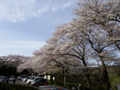 師戸城址の春（４）