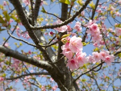 早咲きの桜I