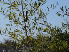 河原の野鳥 III