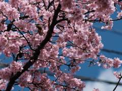 公園の河津桜（３）