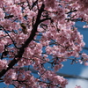 公園の河津桜（３）