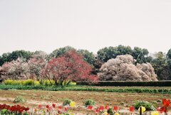 畑の向こうに見えてきた