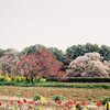 畑の向こうに見えてきた