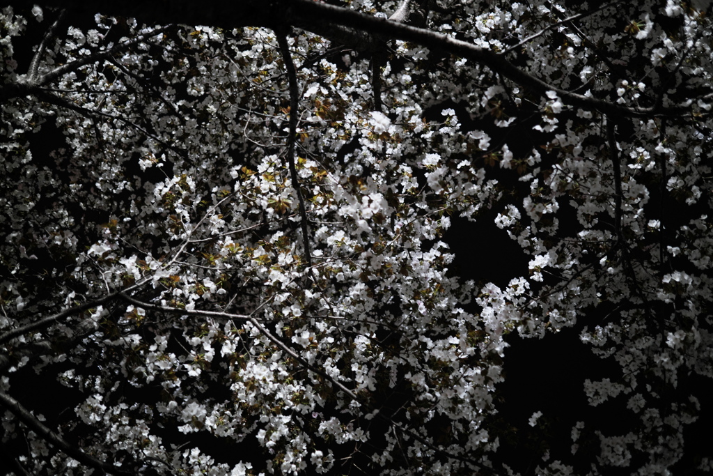 駅前の夜桜（２）