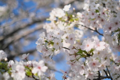 公園のオオシマザクラ（３）