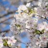 公園のオオシマザクラ（３）