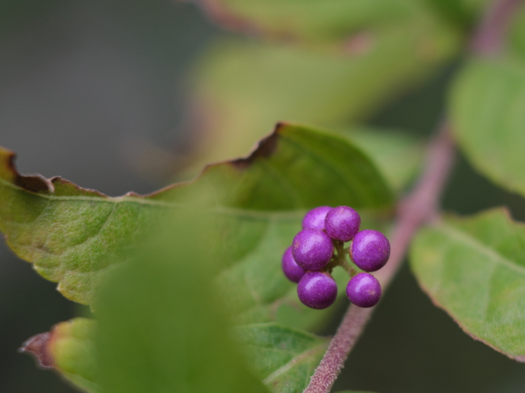 コムラサキ（１）