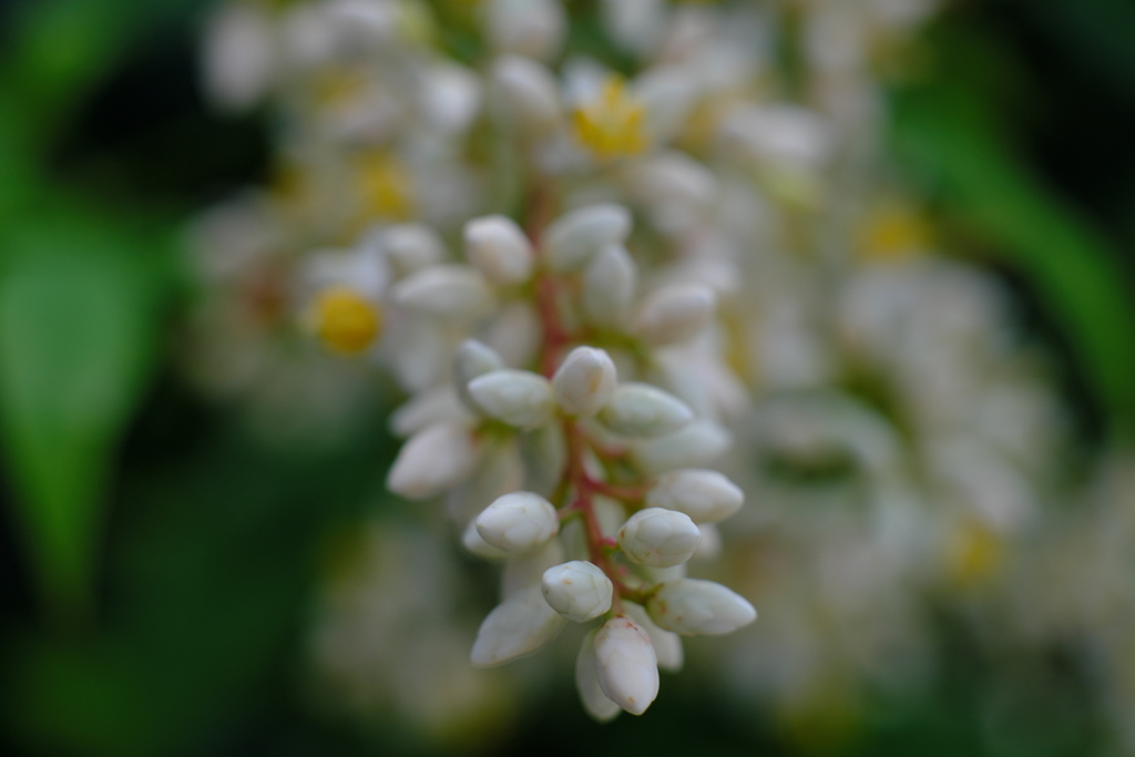 南天開花（１）