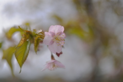 河津桜（４）