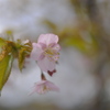 河津桜（４）