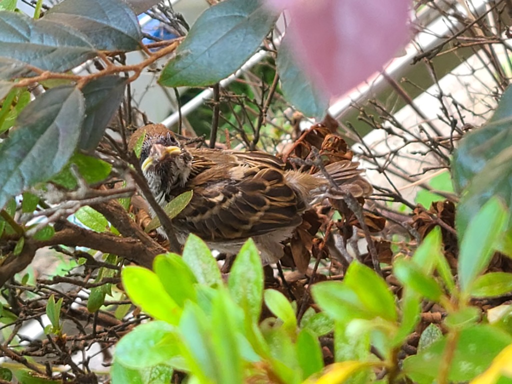 振り返れば幼鳥