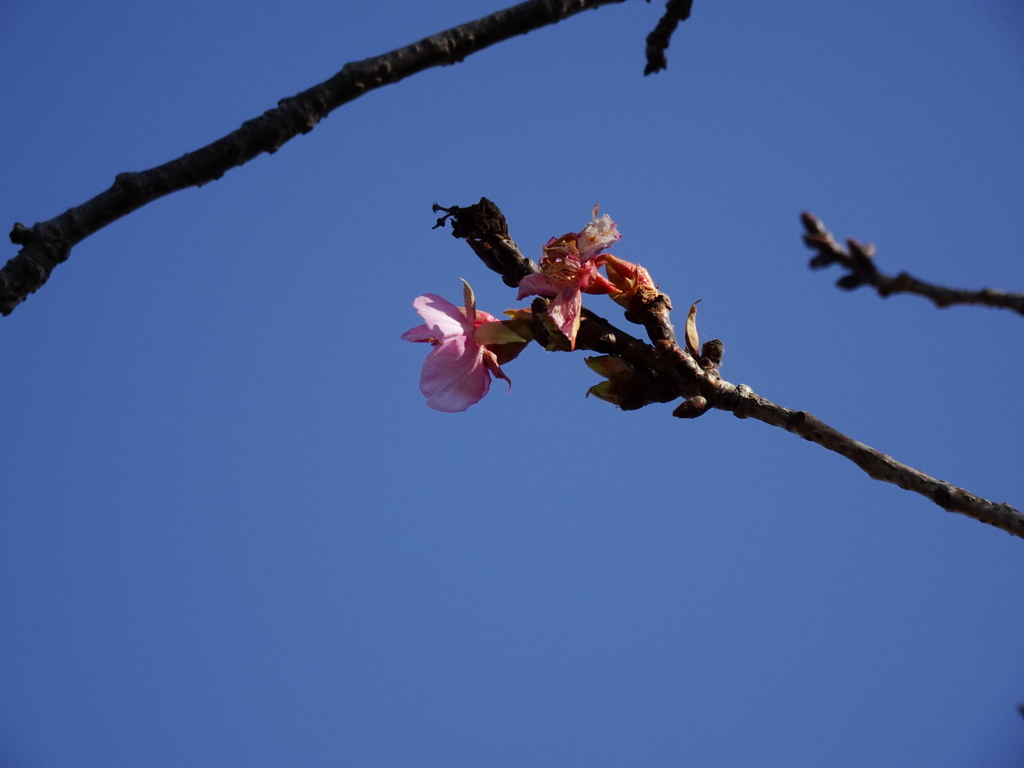 桜並木では（２）