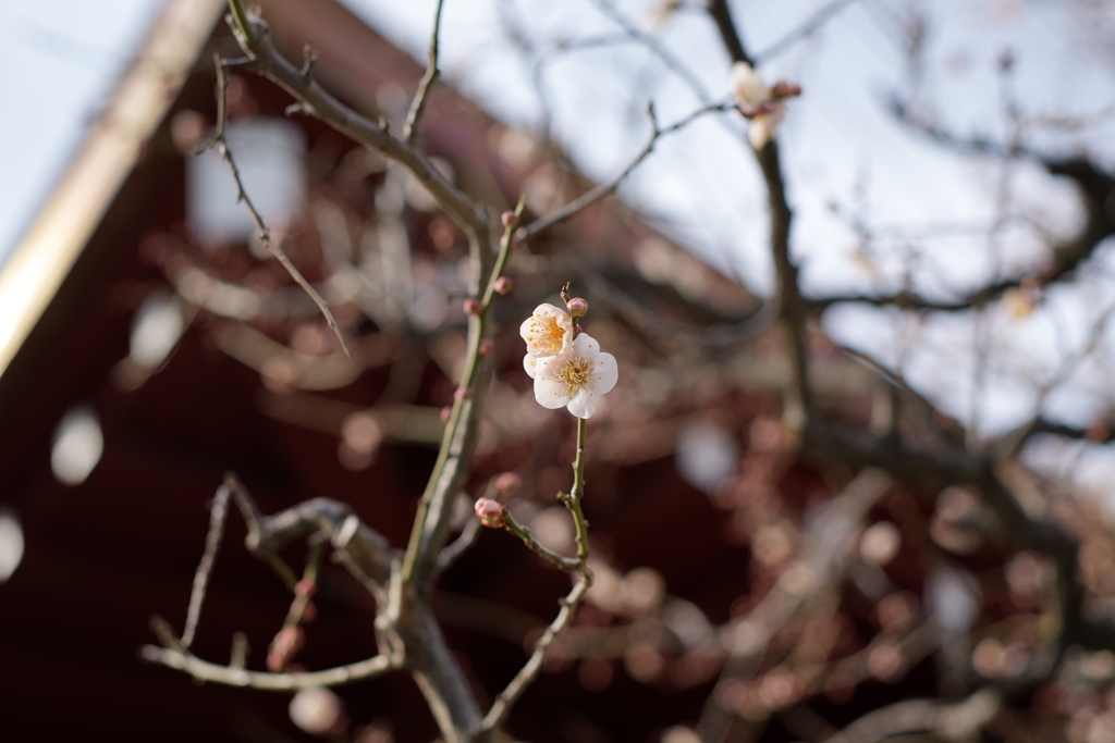天神様の梅の花