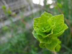 ムラサキシキブの芽吹き