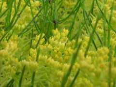 庭の花壇