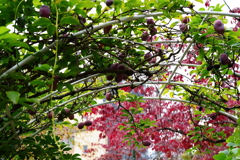 緑と花の学習園(1)