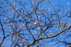 河津桜 III