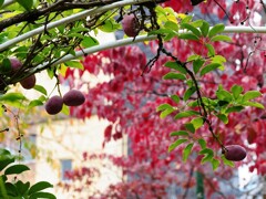 緑と花の学習園(1')