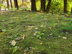 苔と落葉