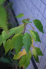 ヤマザクラの実生（２）