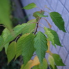 ヤマザクラの実生（２）