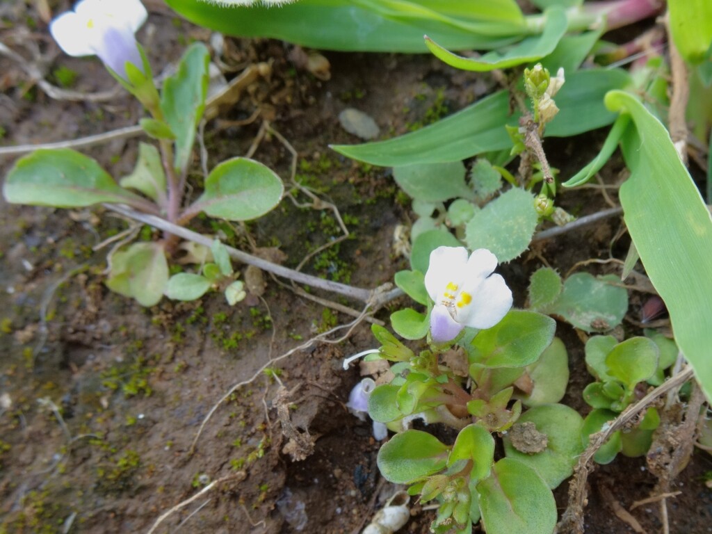 路傍の花
