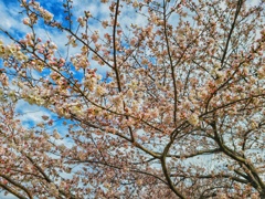 桜 (1)