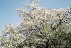 大島桜 (1)