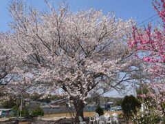 特等席(1)