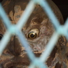 眼光