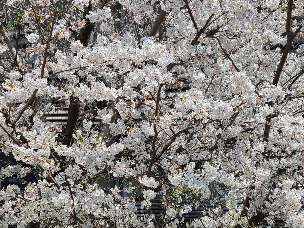 桜