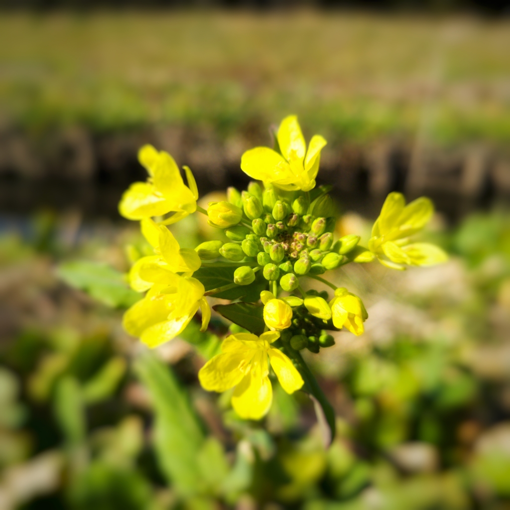 菜の花