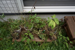 ヤマザクラの実生