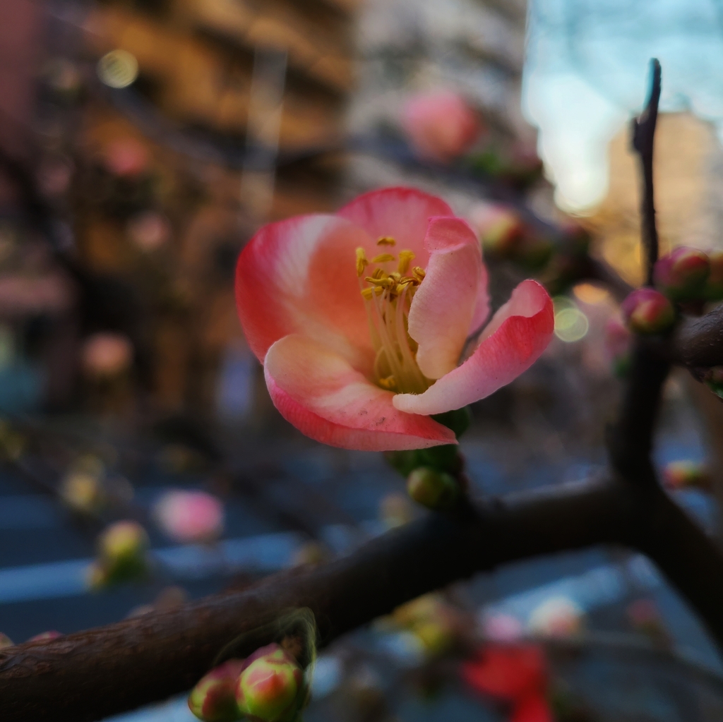 木瓜ひらく