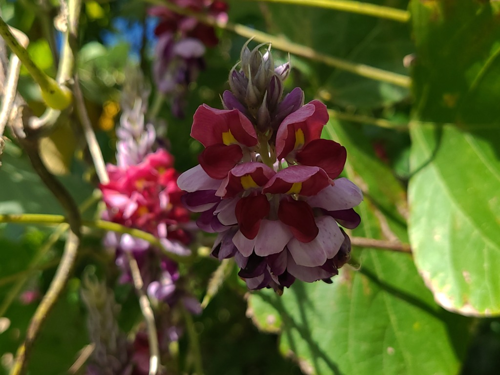 野の花(2)