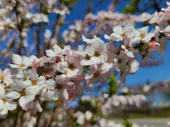 公園の花