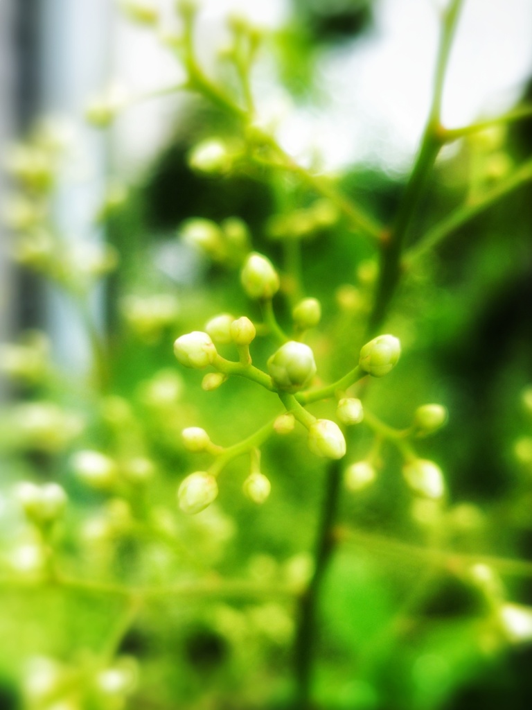 南天の蕾