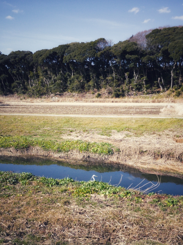 鷺のいる用水路